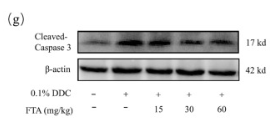 Cleaved-Caspase 3 (Asp175), p17 Antibody - Fig.