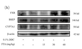 Cytochrome P450 7A1 Antibody - Fig.