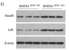 IKB alpha Antibody - Fig.