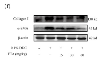 Collagen I Antibody - Fig.