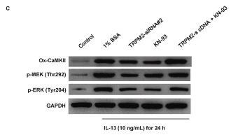 Phospho-MEK1 (Thr292) Antibody - Fig.
