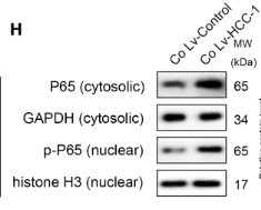NF-kB p65 Antibody - Figure 7.