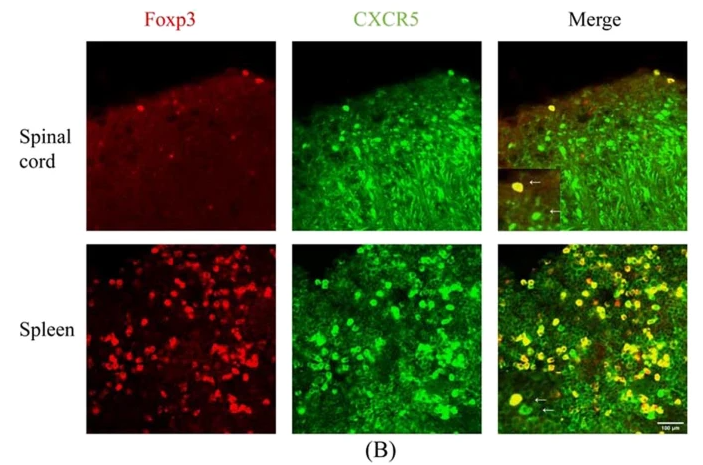Foxp3 Antibody - Fig.