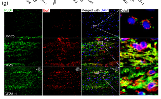 PLD4 Antibody - FIGURE 1 Pld4 is upregulated in the corpus callosum during demyelination and remyelination.