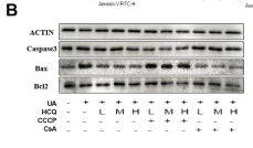Caspase 3 Antibody - Fig.