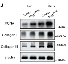 PCNA Antibody - Figure 2.
