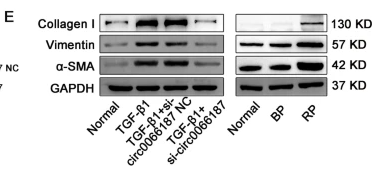 alpha-SMA Antibody - Fig.