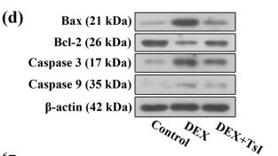 Cleaved-Caspase 3 (Asp175), p17 Antibody - Fig.