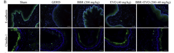 E-cadherin Antibody - Fig.
