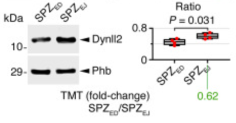 DYNLL2 Antibody - Figure 7 Immunostaining and immunoblot of ribosomal and motility-related proteins in SPZED and SPZEJ (A–F) The upper panels show representative immunostaining of large ribosomal subunit protein eL31 (Rpl31, A), small ribosomal subunit protein uS5 (Rps2, B), 40S ribosomal protein S13 (Rps13, C), sperm-associated antigen 6 (Spag6, D), dynein light chain 2 (Dynll2, E) and α-tubulin (Tuba, F) in SPZED and SPZEJ.