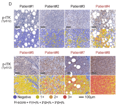 Phospho-ITK (Tyr512) Antibody - Fig.