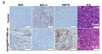 Bcl-2 Antibody - Fig.