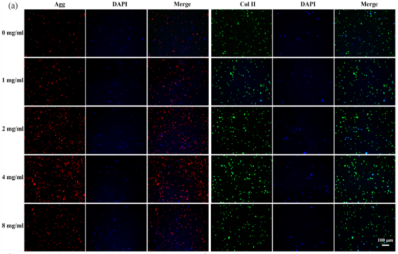 Collagen II Antibody - Figure 7.
