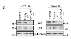 p27 Kip1 Antibody - Fig.