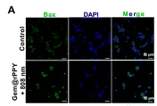 Bax Antibody - Fig.