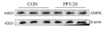 AMPK alpha Antibody - Fig.