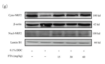 Lamin B1 Antibody - Fig.