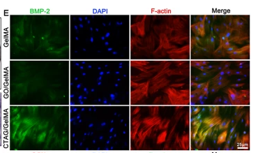 BMP2 Antibody - Fig.