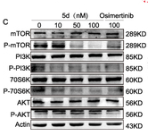 Phospho-PI3K p85 (Tyr458)[Tyr467]/p55 (Tyr199) Antibody - Figure 4 Molecular docking and protein regulation of Ba/F3-EGFR C797S cells by 5d.