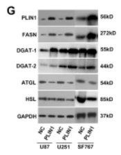 PNPLA2 Antibody - Fig.