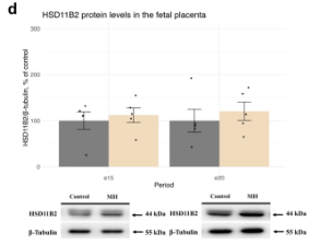 HSD11B2 Antibody - Figure 3.
