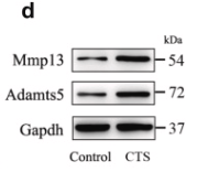 ADAMTS5 Antibody - Fig.