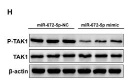 TAK1 Antibody - Fig.