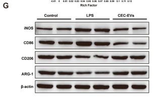 ARG1 Antibody - Fig.