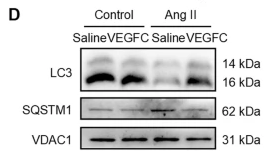 VDAC1 Antibody - Fig.