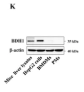 BDH1 Antibody - Fig.