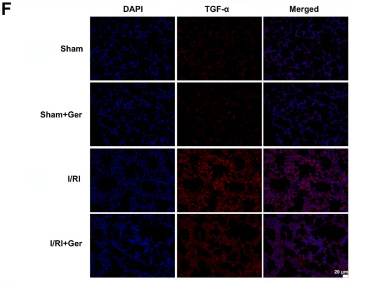 TGF alpha Antibody - Figure 2 .