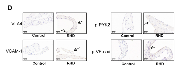 Phospho-VE-Cadherin (Tyr731) Antibody - Fig.