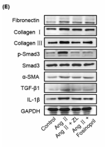 Collagen I Antibody - Fig.