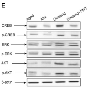 Phospho-CREB (Ser133) Antibody - Figure 3.