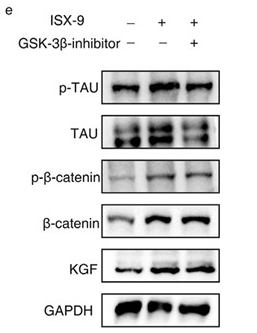 Phospho-beta Catenin (Ser33/Ser37/Thr41) Antibody - Figure 5.