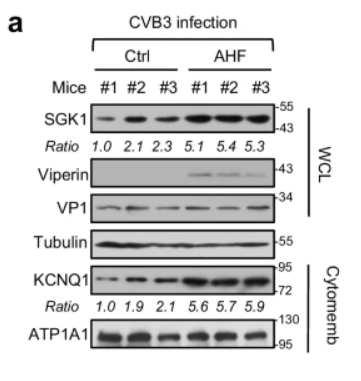 KCNQ1 Antibody - Fig.