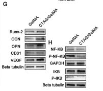 NF-kB p65 Antibody - Fig.