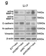 MMP2 Antibody - Fig.