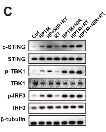 Phospho-IRF3 (Ser396) Antibody - Fig.