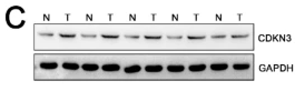 CDKN3 Antibody - Fig.