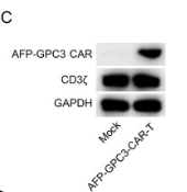 GAPDH Antibody - Fig.