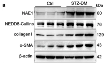 Collagen I Antibody - Fig.