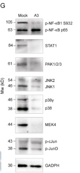 JNK2 Antibody - Fig.