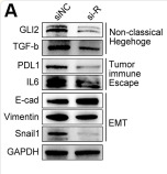 Vimentin Antibody - Figure 10.