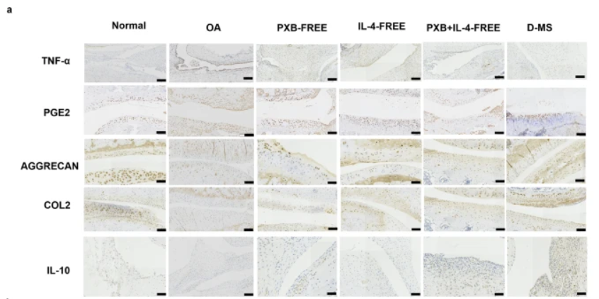 PTGER2 Antibody - Fig.