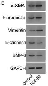 BMP6 Antibody - Figure 1.