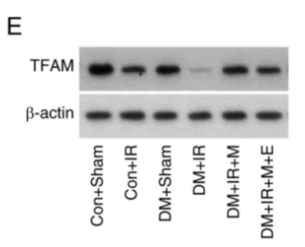 TFAM Antibody - Figure 6.