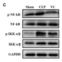 Phospho-NF-kB p65 (Ser536) Antibody - Fig.