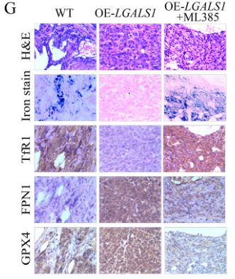 GPX4 Antibody - Fig.
