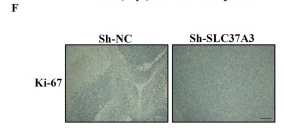 Ki67 Antibody - Fig.
